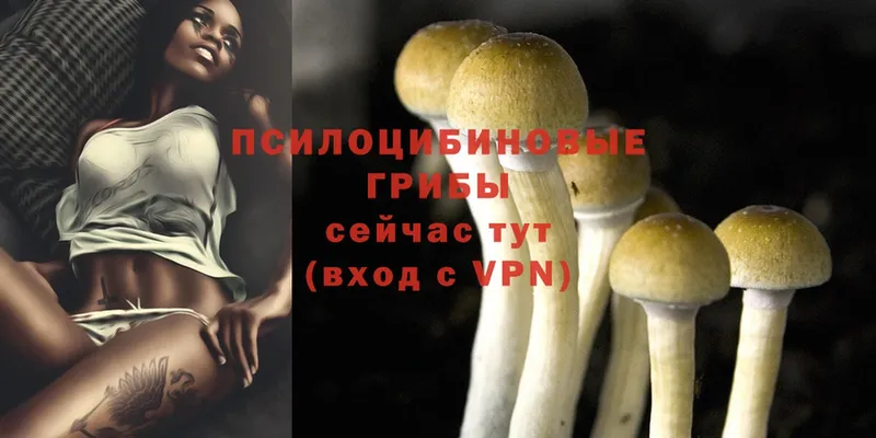 наркошоп  Колпашево  Псилоцибиновые грибы Psilocybe 